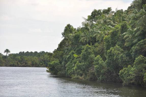 Margem e vegetação ao longo do rio Preguiças, entre Barreirinhas e Atins, nos Lençóis Maranhenses (MA)